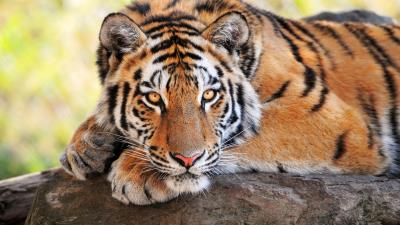 Tiger stone lying big cats predator 4k wallpaper