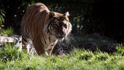 Tiger stripes predator image 4k wallpaper