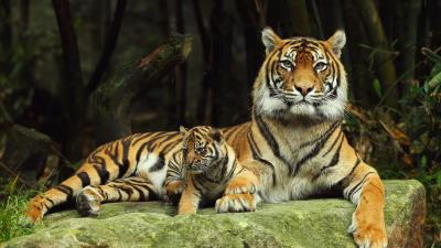 Tiger tiger cub lying down couple caring 4k wallpaper