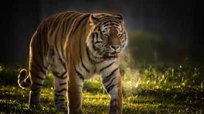 Tiger vladimir yorkshire wildlife park 4k wallpaper