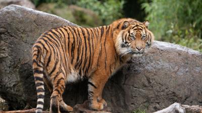 Tiger walk stones leaves gras 4k wallpaper