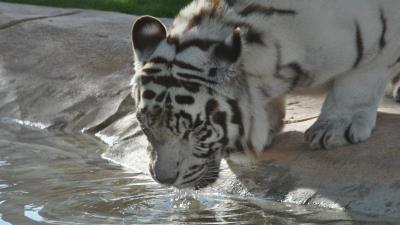 Tiger watering predator muzzle 4k wallpaper