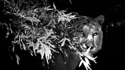 Tiger white tiger bw 4k wallpaper