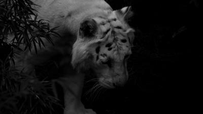 Tiger white tiger predator image 4k wallpaper