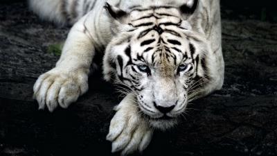 Tiger white tiger predator 4k wallpaper