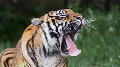 Tiger yawn protruding tongue 4k wallpaper