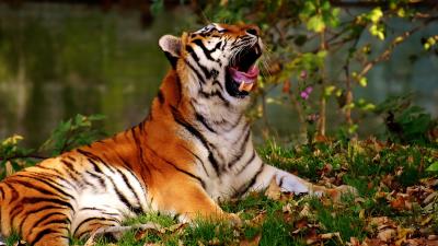 Tiger yawns predator big cat 4k wallpaper