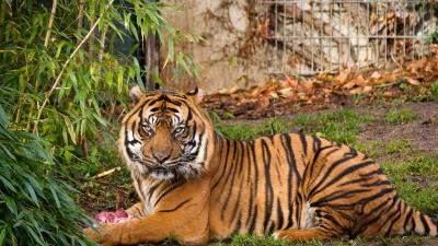 Tiger zoo image 4k wallpaper