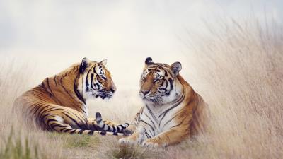 Tigers big cats pair grass 4k wallpaper