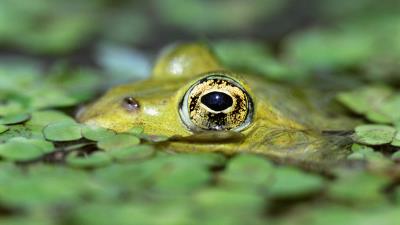 Toad duckweed water eye 4k wallpaper