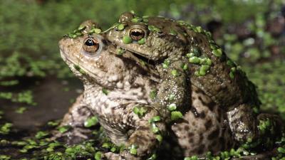 Toads couple love duckweed 4k wallpaper