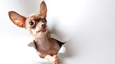 Toy terrier wonder look dog paper 4k wallpaper