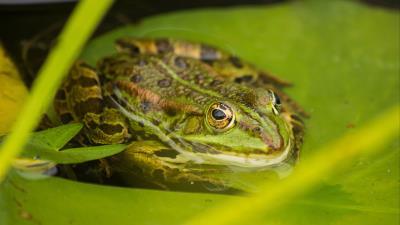 Tree frog frog amphibians 4k wallpaper