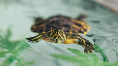 Turtle animal shell 4k wallpaper