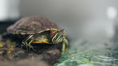 Turtle animal water 4k wallpaper