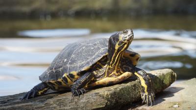 Turtle head paws armor 4k wallpaper