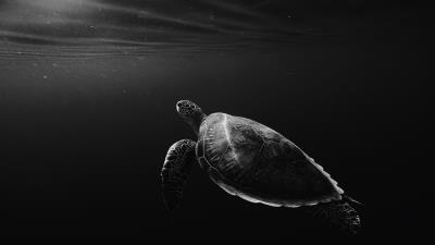 Turtle under water swim 4k wallpaper