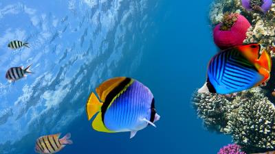Under water coral fish sea ocean 4k wallpaper