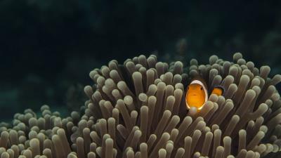 Underwater algae fish hd image 4k wallpaper