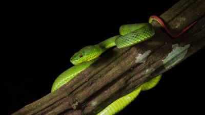 Viper snake reptile image 4k wallpaper