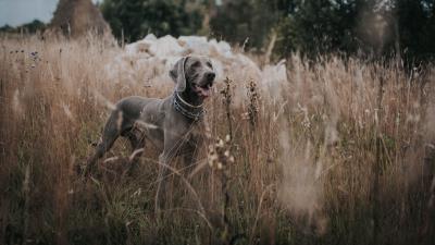 Weimaraner dog grass 4k wallpaper
