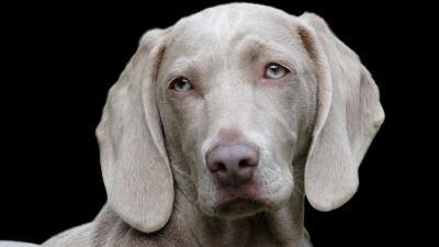 Weimaraner dog muzzle eyes image 4k wallpaper