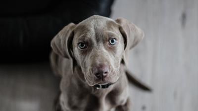 Weimaraner dog muzzle eyes 4k wallpaper