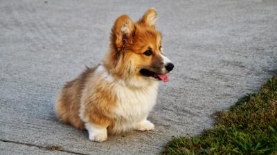 Welsh corgi puppy dog 4k wallpaper