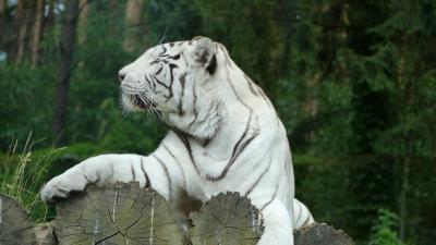 White tiger bengal tiger predator 4k wallpaper