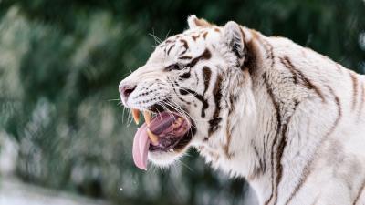 White tiger grin protruding tongue 4k wallpaper