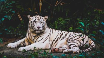 White tiger hd image 4k wallpaper