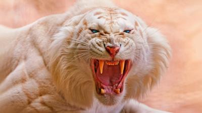 White tiger roaring 4 4k wallpaper