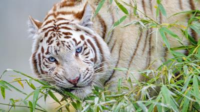 White tiger tiger branch 4k wallpaper