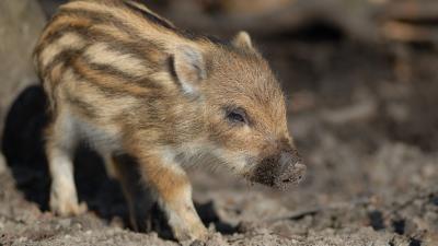 Wild boar calf small cute 4k wallpaper