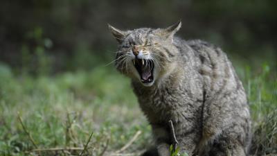 Wild cat screaming aggression 4k wallpaper
