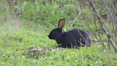 Wild rabbit rabbit grass 4k wallpaper