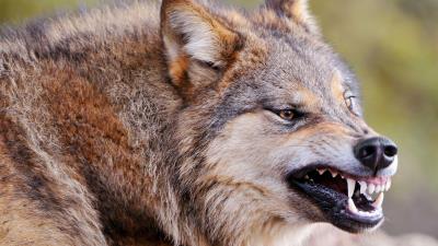 Wolf face teeth aggression predato 4k wallpaper