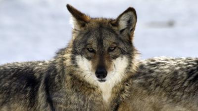 Wolf glance predator 4k wallpaper