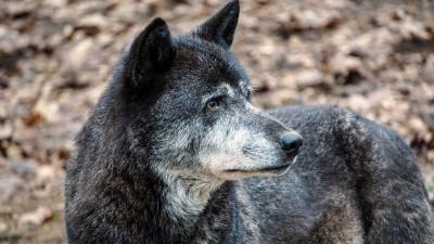 Wolf look predatory color 4k wallpaper