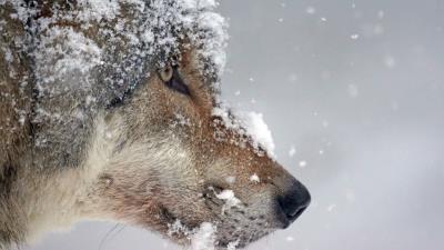Wolf muzzle snow predator 4k wallpaper