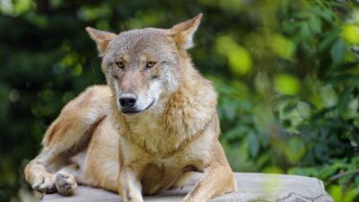 Wolf predator animal image 4k wallpaper