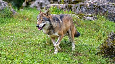 Wolf predator animal photo 4k wallpaper