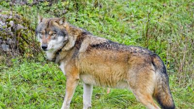 Wolf predator animal picture 4k wallpaper