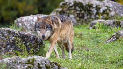 Wolf predator animal wall 4k wallpaper