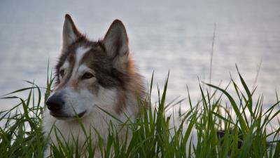 Wolf predator beast 4k wallpaper