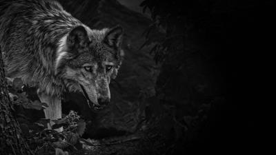 Wolf predator bw 4k wallpaper