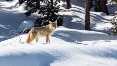 Wolf predator gray 4k wallpaper