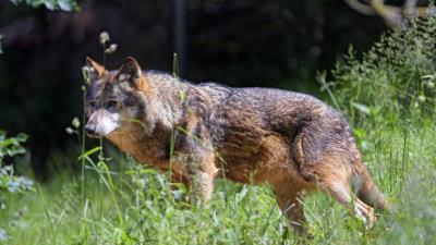 Wolf predator look image 4k wallpaper