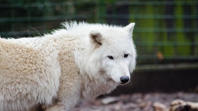 Wolf predator look 4k wallpaper