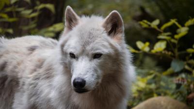 Wolf predator muzzle image 4k wallpaper